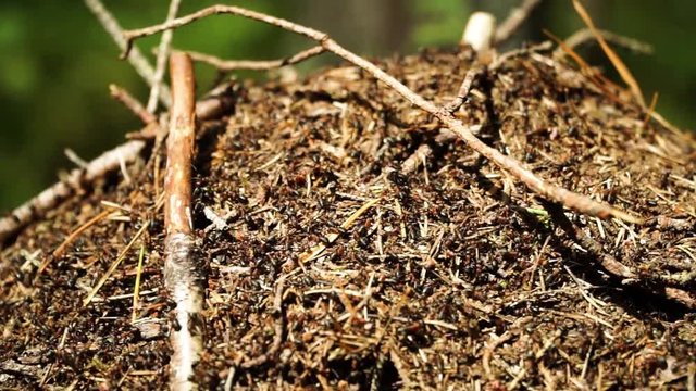 Dozens of ants moving on ant hill. Close up shot.