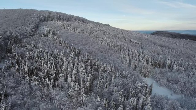 Aerial shot over snowy forest with moon in background in central europe in january. 4K aerial shot