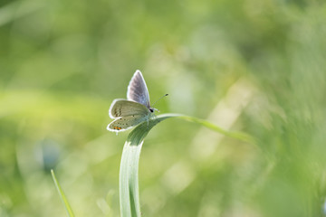 羽を開いたシジミチョウ