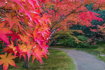 Refreshing autumn in Nara,Japan
