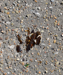Brown glass of the broken bottle on asphalt