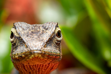 Image of chameleon or lizard head on the natural background with space blur background for text. Reptile. Animal.