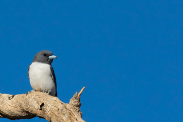 White-breasted Woodswallow (Artamus leucorynchus) subspecies 