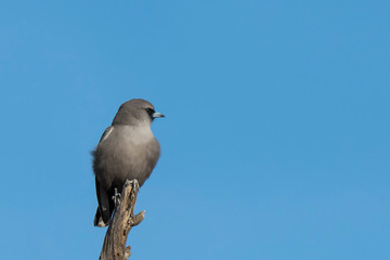 Black-faced Woodswallow (Artamus cinereus) subspecies 