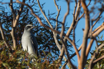 Black-faced Cuckooshrike (Coracina novaehollandiae) race 