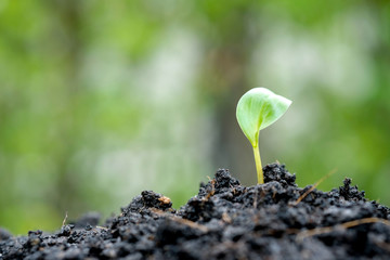 Hand of man planting a seed in soil agriculture. plants growing nature Sunlight background Green nature