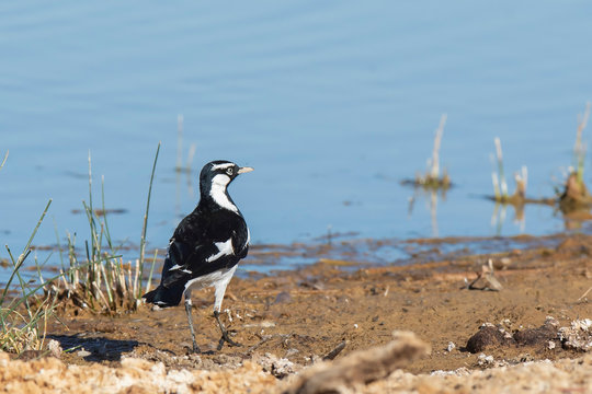 Magpie-lark (Grallina cyanoleuca) subspecies "cyanoleuca". Maree, South Australia, Australia