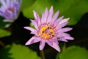 purple lotus flower