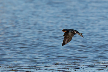 Welcome Swallow in Flight (Hirundo neoxena) race 