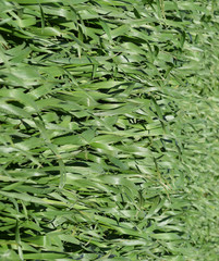 Field of young green barley