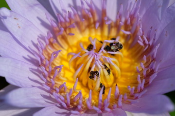 bee on lotus flower