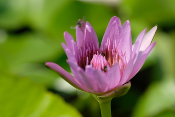 Fototapeta premium pink lotus flower in garden