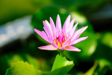 Closeup of lotus flower