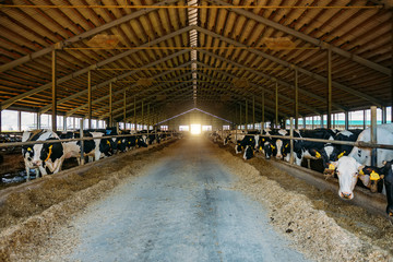 Diary cows in modern free livestock stall