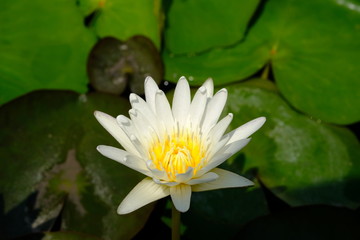 closeup of yellow lotus pollen flower with green leave