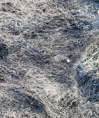 Background texture burnt grass, ash grass.