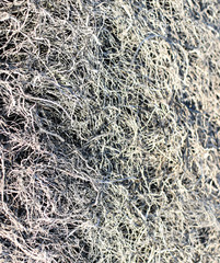Background texture burnt grass, ash grass.
