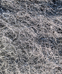 Background texture burnt grass, ash grass.