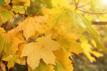 Autumn maple yellow leaves on a blurred  background.Autumn nature background