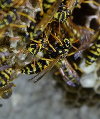 Vespiary. Wasps polist. The nest of a family of wasps which is taken a close-up.