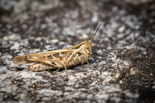 Image of brown grasshopper on the rock background. Insect. Animal.