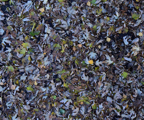 The leaves are yellow on the ground. Autumn leaf fall