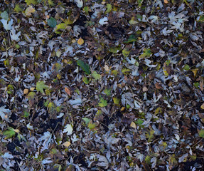 The leaves are yellow on the ground. Autumn leaf fall