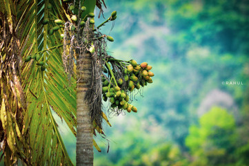 Fototapeta premium branch of a tree