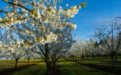 Sunlight picks out white cherry blossoms from the blooming orchard in the background, branches showing leaves, buds and blooms.