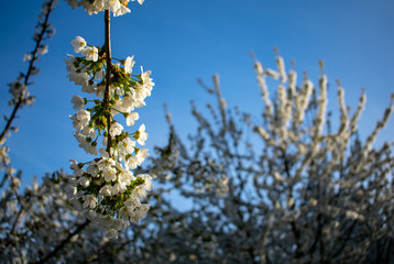 A close up of cherry blossoms on a branch is backed by soft focus trees of blooming cherries and blue sky.