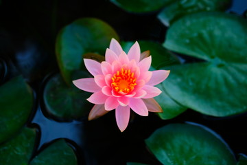 Close up Pink  Lotus Flower