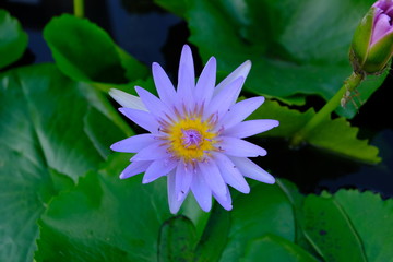 Purple Lotus Flower with bees