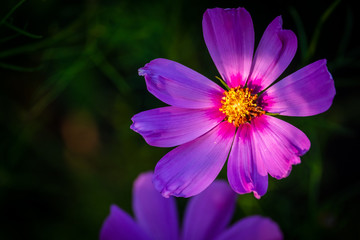 Fototapeta premium A pink flower glows in the late summer sun