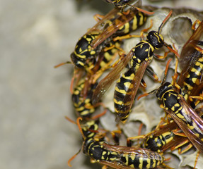 Wasp nest with wasps sitting on it. Wasps polist. The nest of a