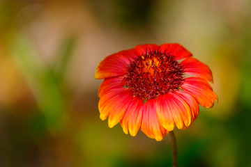 A bright red flower is lit by the late summer sun