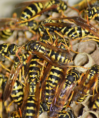 Fototapeta premium Wasp nest with wasps sitting on it. Wasps polist. The nest of a family of wasps which is taken a close-up