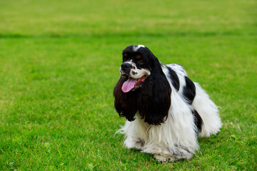 Dog breed american cocker spaniel