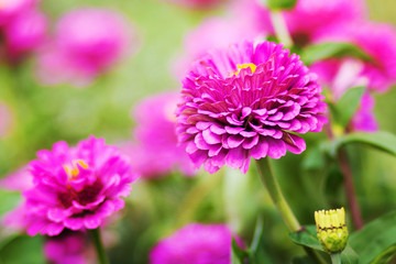 Beautiful pink cynia flowers. Summer flower background