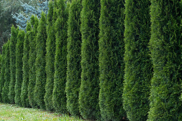 Hedge, which is a series of vertical green pyramidal thuja with fluffy needle-like foliage running from right to left in perspective against the background of forest above and light green grass below