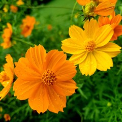 yellow flower in the garden