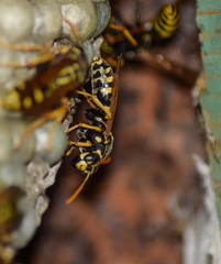 Obraz na płótnie Canvas Wasp nest with wasps sitting on it. Wasps polist. The nest of a