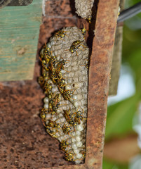 Wasp nest with wasps sitting on it. Wasps polist. The nest of a