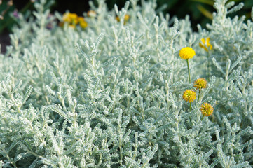 santolina chamaecyparissus incana cotton lavender plant