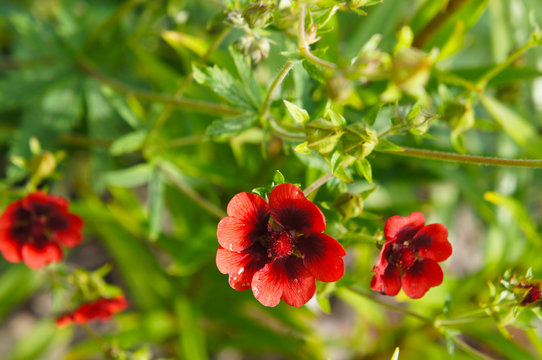 Potentilla atrosanguinea or himalayan cinquefoil red flowers with green leaves