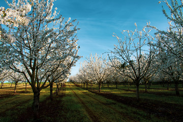 Fototapeta na wymiar Looking down rows of blooming cherry trees in an Oregon orchard in spring.