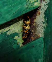 Wasps are male. The wasps are peeking out of the hole. Wasps polist.