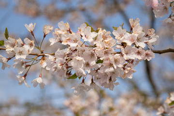 Cherry Blossom 1