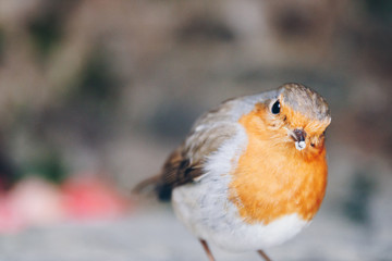 Feeding Robin 2