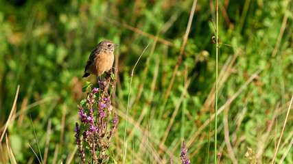 European Stonechat Saxicola rubicola