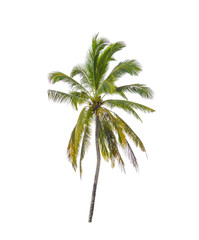 isolated tree on white background with clipping path